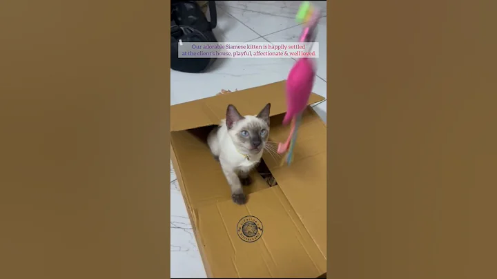 Video 11031671: britishshorthair siamese, siamese cat kitten, siamese cat happy, adorable siamese kittens, best kitten