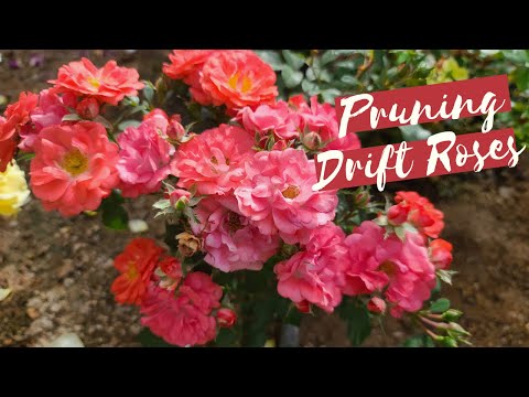 Pruning Drift Roses; How I trim these ground cover roses