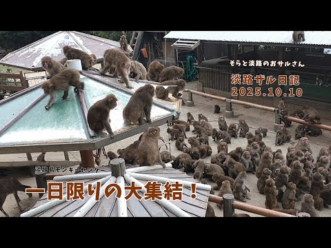 おサルさん Living with a monkey was so helpful and cute that it was