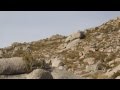 Duas corças na Serra do Gerês - 1080HD