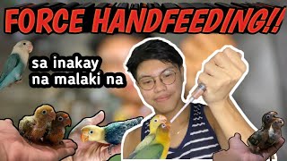 Force Handfeeding Sa Mga Inakay Paano Nga Ba  Force Handfeeding Chicks  Dexter  Vlog 49