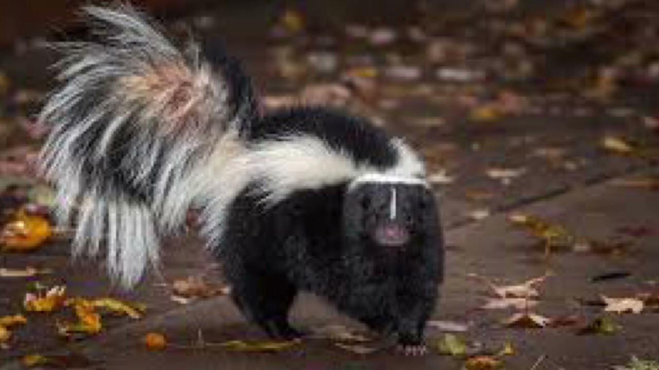What is this SKUNK? 