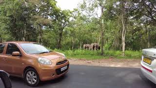 Elephant herd crossing | Ghat road | Hasanur forest area | animal encounter