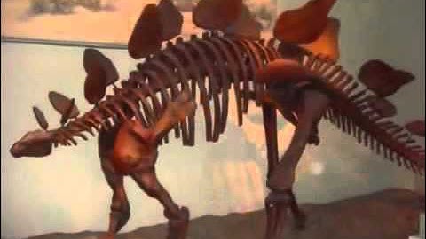 Mutant Transformer Dinosaurs Dino Stegazord