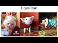 Love Saved Little Pig Named Hamilton At Freed Spirits Animal Rescue