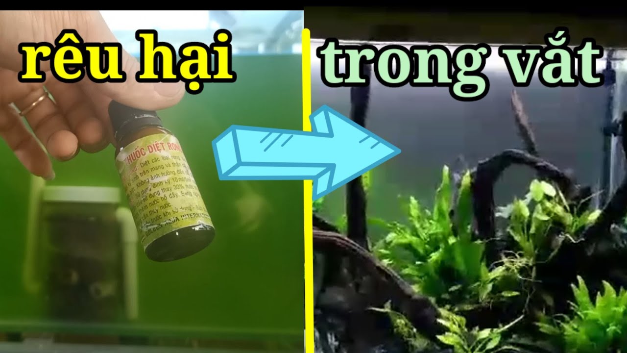 Thần dược diệt RÊU-TẢO hại hồ cá làm nước trong vắt-đánh tan nỗi lo về ...