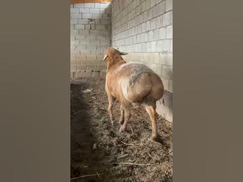 #кочкор #арашанские_овцы #арашан_авган_гиссар #арашанская_порода # ...