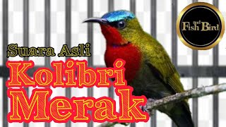 KOLIBRI MERAK - KOLIBRI GUNUNG - @fishandbird4910