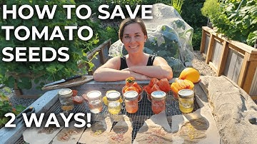 How to Save Tomato Seeds | Fermenting + Drying Explained