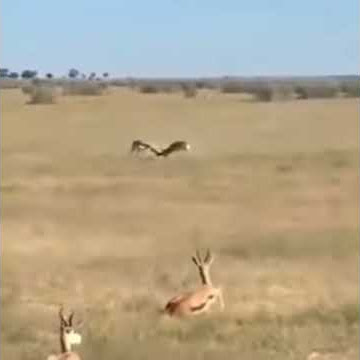 ONA UPUMBAVU WA MNYAMA SWALA