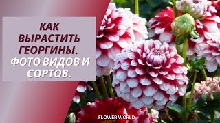 Как вырастить георгины. Фото видов и сортов.