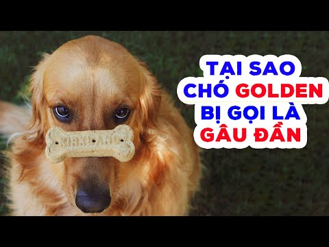 Video: Một nhóm chó được gọi là gì?