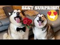 CELEB SURPRISE FOR MY HUSKY ON VALENTINES DAY! [CUTEST VIDEO EVER!]