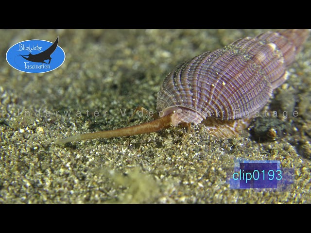 0193_Snail crawling on sand. 4K Underwater Royalty Free Stock Footage.