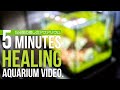 5分間の癒やしのアクアリウム 5 minutes healing aquarium video.