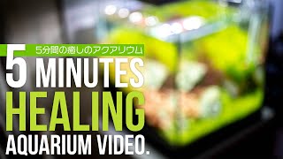 5分間の癒やしのアクアリウム 5 minutes healing aquarium video.