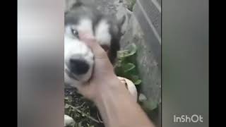 Learning to play the Husky