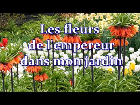 Video: Woodland Tulip Care: Tips om dyrkning af Woodland Tulipaner i haver