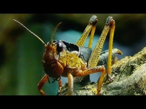 Locusta migratoria (Linnaeus, 1758)