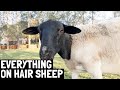 Hair Sheep: The FUTURE of Sheep | 12 Advantages of Hair Sheep