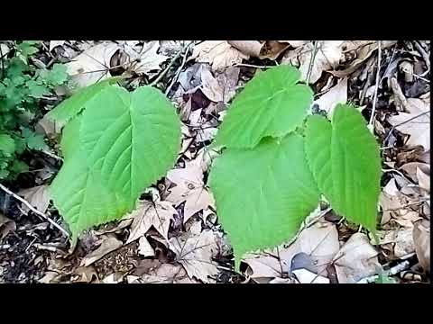 Vidéo: Tilleul à Petites Feuilles (33 Photos) : Description Du Tilleul En Forme De Cœur. Greenspire Et Autres Variétés. Où Pousse-t-il ? Différences Avec Les Grandes Feuilles