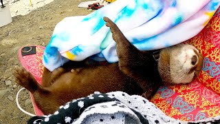 Otter's routine of playing and sleeping in the river. [Otter life Day 495]