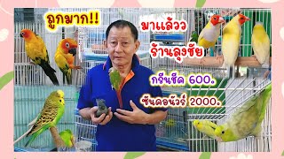 ถูกมาก!! กรีนชีค 600 ซันคอนัวร์ 2000 ร้านลุงชัย สนามหลวง2