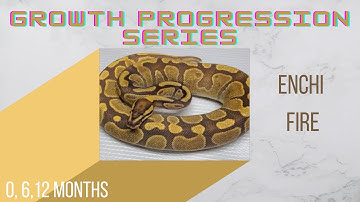 Enchi Fire Ball Python Baby to Sub-Adult Size Growth- Growth Progression Series