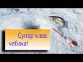 Супер клев чебака! Юрга (Талая)