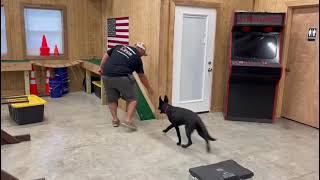 Personal Protection Dog 'Priya' 6 Mo Black German Shepherd Agility Course Willingness With Know-How by Protection Dog Sales 146 views 2 days ago 51 seconds