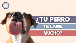 Esta es la RAZÓN de que TÚ Perro te lama siempre