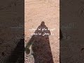 سبحان مغير الأحوال سبحان مغير الأحوال