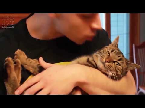 Реакция кошек на поцелуи