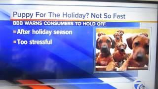(7 News) BBB Warning: Think twice about getting a puppy over the holidays
