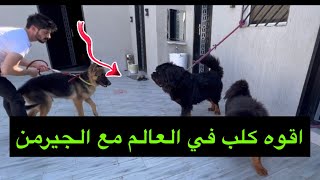 مواجهة كلب الماستيف مع الجيرمن شبر 