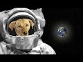 आखिर Laika के साथ अंतरिक्ष में क्या हुआ थाthe sad story of laika first dog in space,animal in space