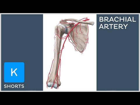 Video: Brachial artery rau ntshav siab nyob qhov twg?