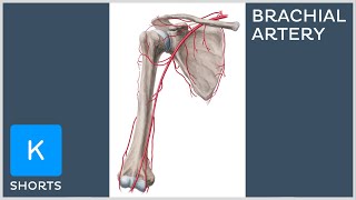 Brachial artery in less than 1 minute - Kenhub #shorts