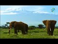 TANZANIA NCHI YANGUрџ рџ їрџ рџ ївњЉпёЏвњЉпёЏ TANZANIA NCHI YANGUрџ рџ їрџ рџ ївњЉпёЏвњЉпёЏ