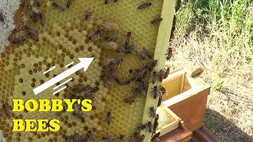 CUTTING OUT SWARM CELLS ON FOUNDATION