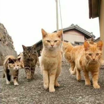 PRESET ALIGHT MOTION || KUCING BERUBAH JADI SET FF SEPERTI SANTRI NATION || DJ LELOLELOLAY | VIRAL