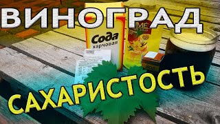 Как повысить сахаристость в винограде? Содержание сахара в винограде. Обработка винограда содой