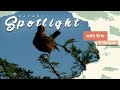 Ant-Eating Chat&#39;s afternoon anthem will leave you speechless! - Safari Spotlight #16