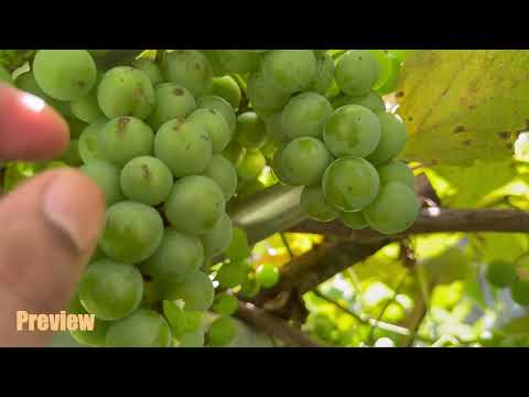 Sahdô Lâ Ei Sie Life In Korea