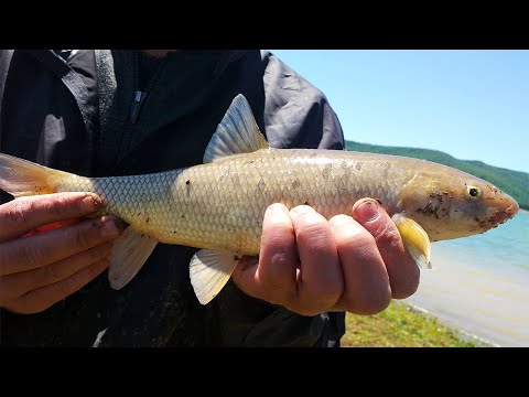 თევზაობა სიონის ტბაზე 2020