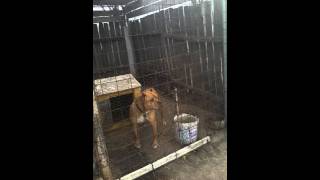 Pitbull Barlad Ionut