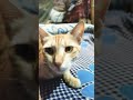 #cat #cute #kitten #funny #funnycats #funnycomedy #ekmotahathighumechala #trending #whowillbe