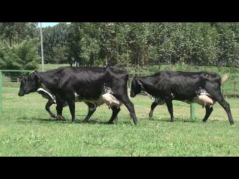 LOTE 16   FAZENDA SANTA LUZIA