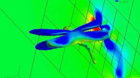 flow visualization around flapping dragonfly in syncronized motion