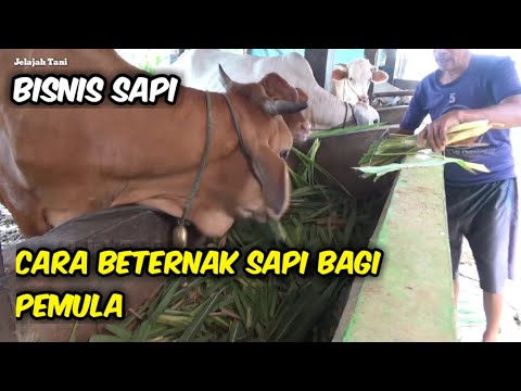 Cara Beternak Sapi Bagi Pemula!! Lengkap Penjelasannya